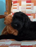Patrick, a male Giant Schnauzer for sale in Sheldon, IA – 1 of 1