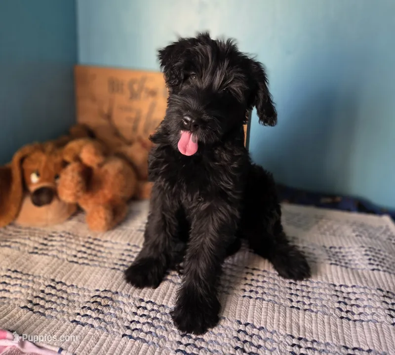 Peyton – Giant Schnauzer puppy for sale in Sheldon, IA