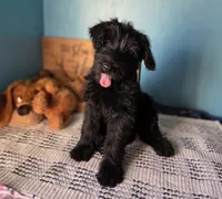 Peyton, a female Giant Schnauzer for sale in Sheldon, IA – 1 of 4
