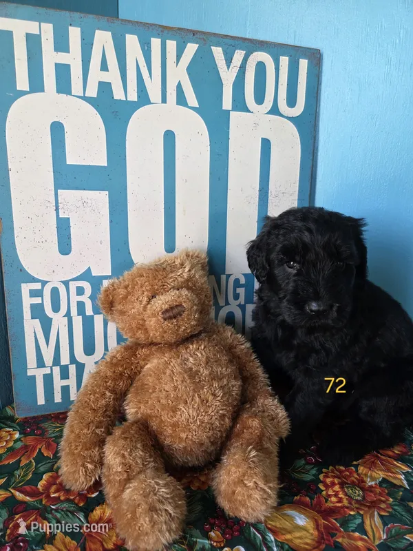 Enzo – Giant Schnauzer puppy for sale in Sheldon, IA