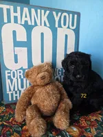 Enzo, a male Giant Schnauzer for sale in Sheldon, IA – 1 of 1