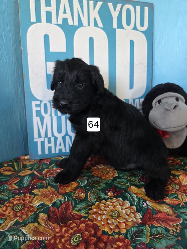 LIam – Giant Schnauzer puppy for sale in Sheldon, IA
