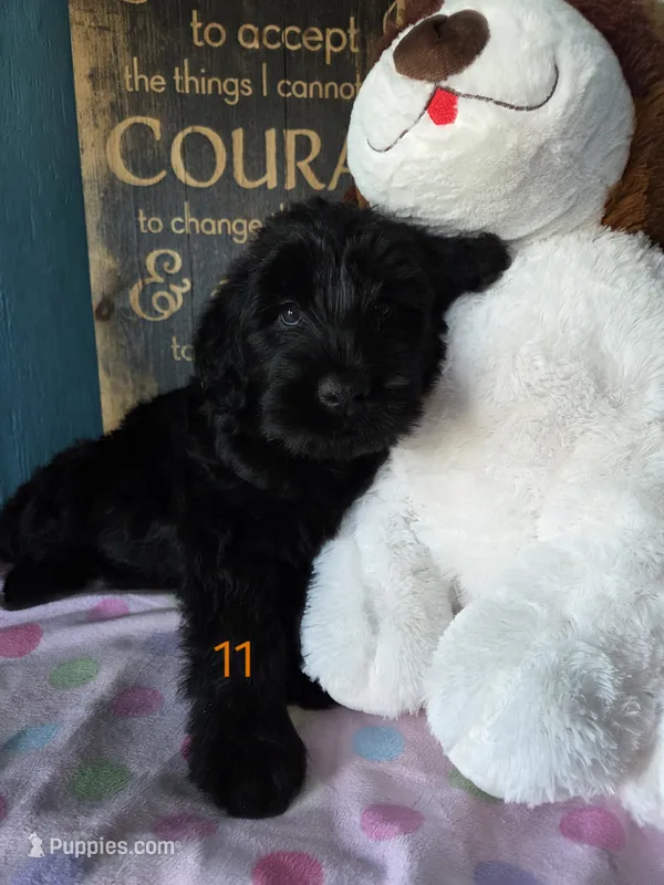 Peyton – Giant Schnauzer puppy for sale in Sheldon, IA