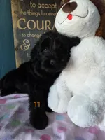 Peyton, a female Giant Schnauzer for sale in Sheldon, IA – 1 of 3