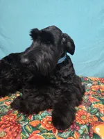 Lilah, a female Giant Schnauzer for sale in Sheldon, IA – Photo 2 of 2