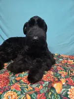 Lilah, a female Giant Schnauzer for sale in Sheldon, IA – Photo 1 of 2