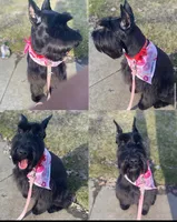 Cameron, a male Giant Schnauzer for sale in Sheldon, IA – 2 of 3