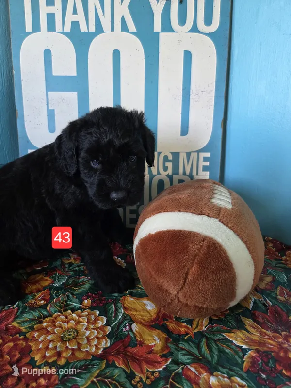 Patrick – Giant Schnauzer puppy for sale in Sheldon, IA
