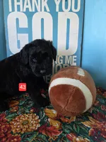 Patrick, a male Giant Schnauzer for sale in Sheldon, IA – 1 of 1