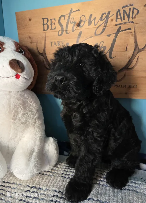 Martha – Giant Schnauzer puppy for sale in Sheldon, IA