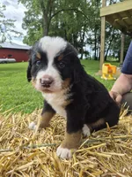 Azek Boy, a male Bernese Mountain Dog for sale in Grove City, MN – 2 of 3