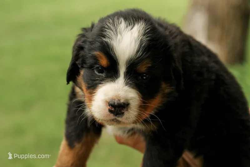 Cream colored  dots girl – Bernese Mountain Dog puppy for sale in Grove City, MN
