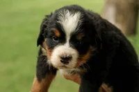 Cream colored  dots girl, a female Bernese Mountain Dog for sale in Grove City, MN – 1 of 1
