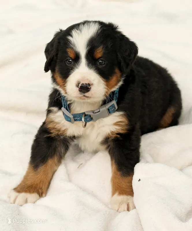 Dark blue girl – Bernese Mountain Dog puppy for sale in Grove City, MN