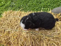 Azek Boy, a male Bernese Mountain Dog for sale in Grove City, MN – 3 of 3