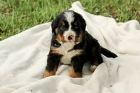 Blue boy, a male Bernese Mountain Dog for sale in Grove City, MN – 1 of 1