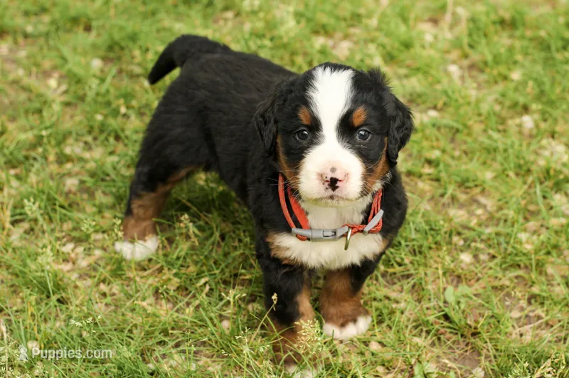 Red  girl – Bernese Mountain Dog puppy for sale in Grove City, MN