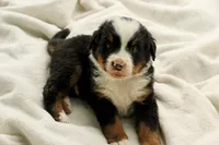 Azek Boy, a male Bernese Mountain Dog for sale in Grove City, MN – 1 of 3