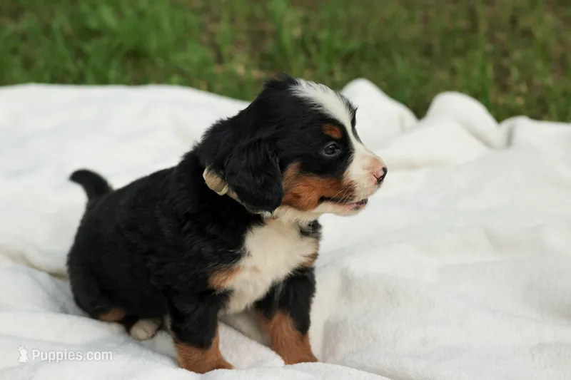 Cream girl – Bernese Mountain Dog puppy for sale in Grove City, MN
