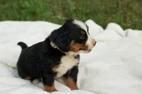 Cream girl, a female Bernese Mountain Dog for sale in Grove City, MN – 1 of 1