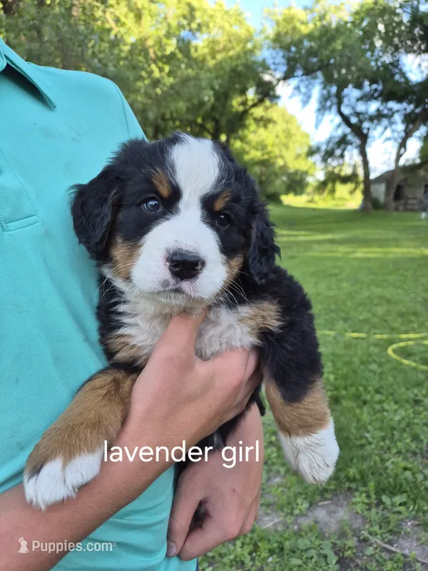 Lavender girl  – Bernese Mountain Dog puppy for sale in Grove City, MN