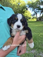 Lavender girl , a female Bernese Mountain Dog for sale in Grove City, MN – 1 of 1