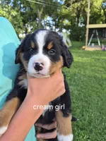 Cream girl, a female Bernese Mountain Dog for sale in Grove City, MN – 2 of 2