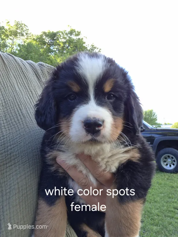 White spots girl – Bernese Mountain Dog puppy for sale in Grove City, MN