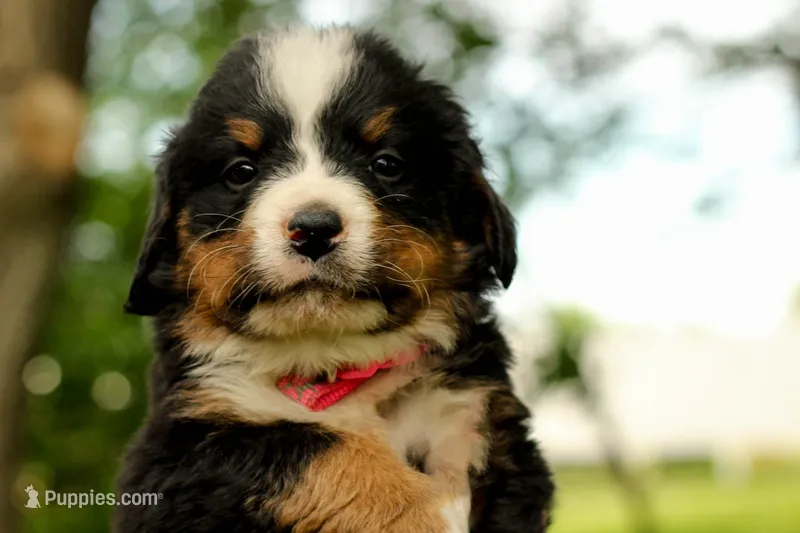 Bright pink girl  – Bernese Mountain Dog puppy for sale in Grove City, MN