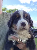 Light pink Girl, a female Bernese Mountain Dog for sale in Grove City, MN – 1 of 1