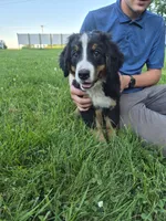 Light pink Girl, a female Bernese Mountain Dog for sale in Grove City, MN – 2 of 2