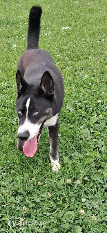 Blue  – Alaskan Husky puppy for sale in Oshkosh, WI