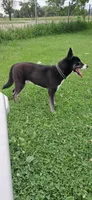 Blue , a male Alaskan Husky for sale in Oshkosh, WI – 5 of 9