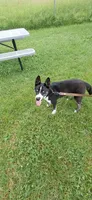 Blue , a male Alaskan Husky for sale in Oshkosh, WI – 7 of 9