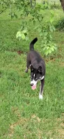 Blue , a male Alaskan Husky for sale in Oshkosh, WI – 2 of 9