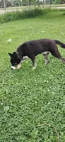 Blue , a male Alaskan Husky for sale in Oshkosh, WI – 8 of 9