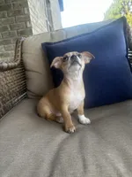 Max, a male Chihuahua for sale in Clarksville, TN – 5 of 10