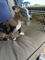 Dolly, a female Chihuahua for sale in Clarksville, TN – 8 of 9