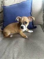 Max, a male Chihuahua for sale in Clarksville, TN – 4 of 10