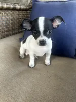 Lany, a female Chihuahua for sale in Clarksville, TN – 4 of 10