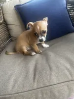 Max, a male Chihuahua for sale in Clarksville, TN – 8 of 10