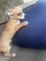 Max, a male Chihuahua for sale in Clarksville, TN – 7 of 10
