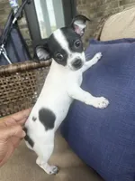 Lany, a female Chihuahua for sale in Clarksville, TN – 2 of 10