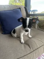 Lany, a female Chihuahua for sale in Clarksville, TN – 5 of 10
