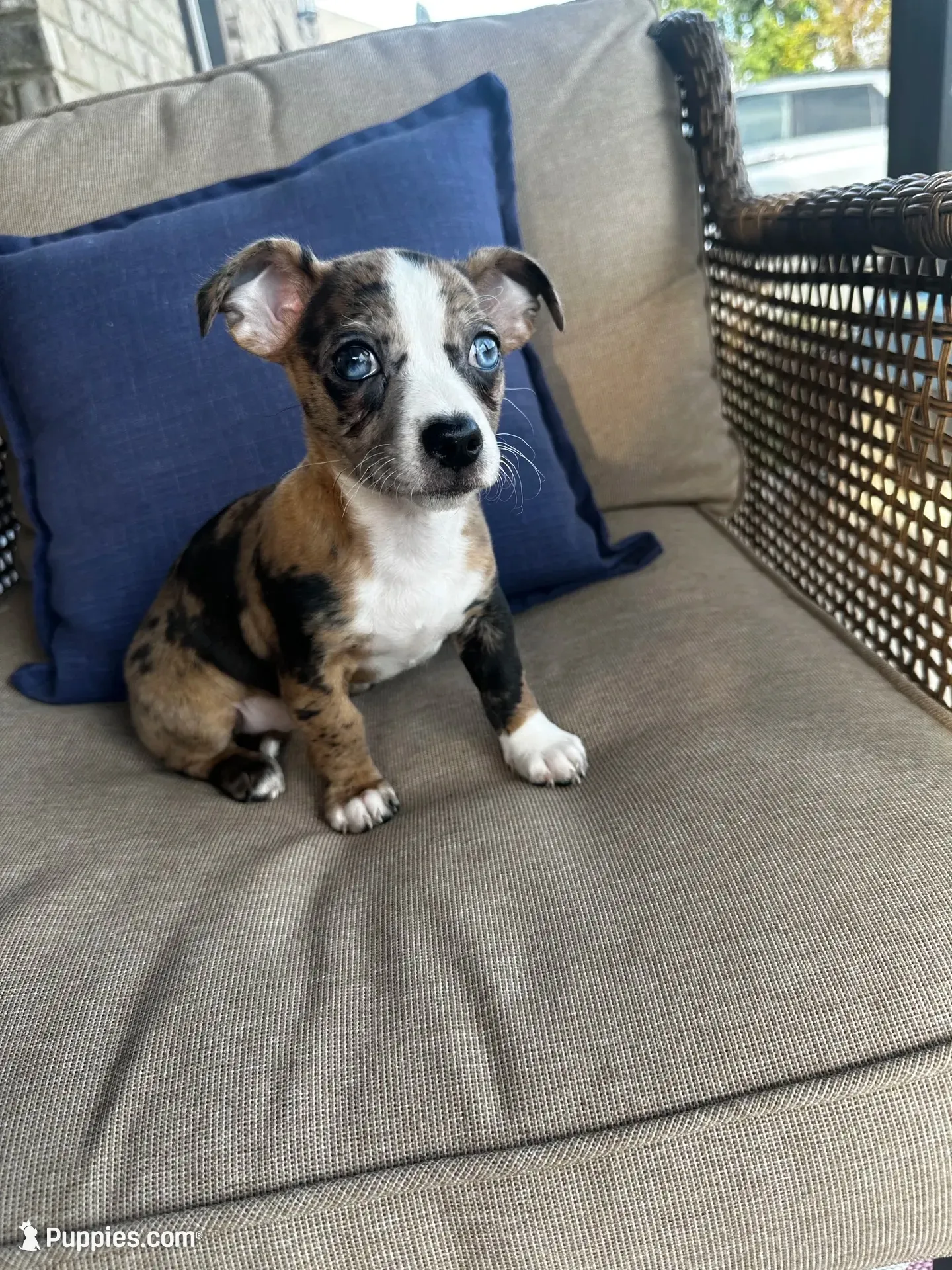 Dolly, a female Chihuahua for sale in Clarksville, TN – 2 of 9
