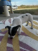 Lany, a female Chihuahua for sale in Clarksville, TN – 8 of 10