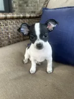 Lany, a female Chihuahua for sale in Clarksville, TN – 7 of 10