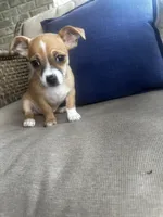 Max, a male Chihuahua for sale in Clarksville, TN – 6 of 10