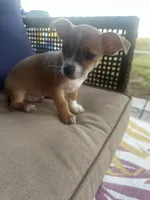 Max, a male Chihuahua for sale in Clarksville, TN – 10 of 10