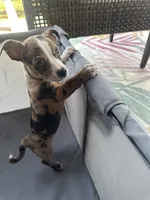 Dolly, a female Chihuahua for sale in Clarksville, TN – 4 of 9